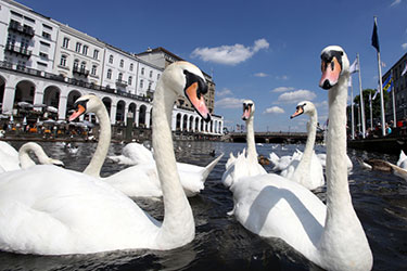 Schwäne auf der Binnenalster bei Sonnenschein